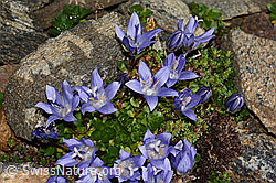 Mont Cenis-Glockenblume (Campanula cenisia) (C306590)