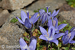 Mont Cenis-Glockenblume (Campanula cenisia) (C306592)