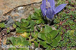 Mont Cenis-Glockenblume (Campanula cenisia) (C306595)