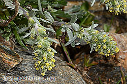 C306596: Ährige Edelraute (Artemisia genipi)
