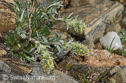 C306598: Ährige Edelraute (Artemisia genipi)
