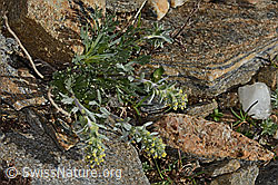 C306599: Ährige Edelraute (Artemisia genipi)