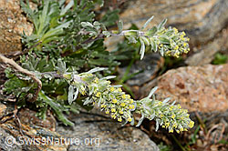 C306603: Ährige Edelraute (Artemisia genipi)