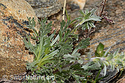 C306604: Ährige Edelraute (Artemisia genipi)