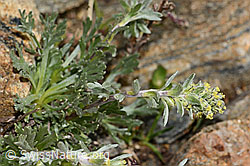 C306606: Ährige Edelraute (Artemisia genipi)