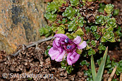 Saxifraga oppositifolia (C306643)