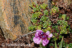 Saxifraga oppositifolia (C306644)