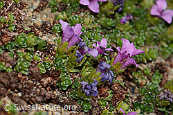 Saxifraga oppositifolia (C306668)