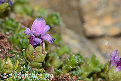 Gegenblättriger Steinbrech (Saxifraga oppositifolia) (08.2024, C306669)
