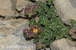 Zweiblütiger Steinbrech (Saxifraga biflora) (C306671)