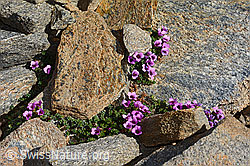 Gegenblättriger Steinbrech (Saxifraga oppositifolia) (08.2024, C306691)
