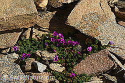 Saxifraga oppositifolia (C306692)