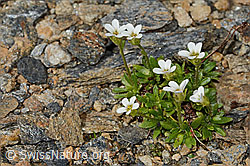 Mannsschild-Steinbrech (Saxifraga androsacea) (08.2024, C306701)