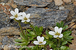 Mannsschild-Steinbrech (Saxifraga androsacea) (08.2024, C306702)