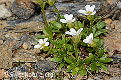 C306703: Mannsschild-Steinbrech (Saxifraga androsacea)