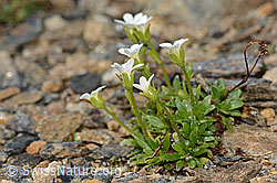 C306705: Mannsschild-Steinbrech (Saxifraga androsacea)