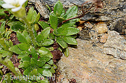C306706: Mannsschild-Steinbrech (Saxifraga androsacea)