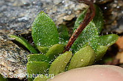 C306717: Mannsschild-Steinbrech (Saxifraga androsacea)