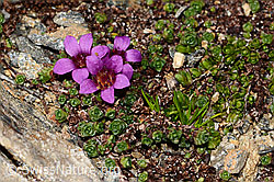 Saxifraga oppositifolia (C306730)