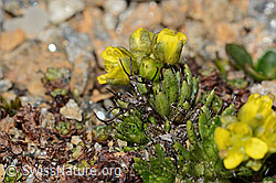 C306734: Hoppes Felsenblümchen (Draba hoppeana)