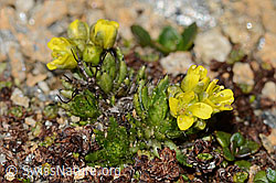 Hoppes Felsenblümchen (Draba hoppeana) (08.2024, C306739)