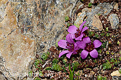 Gegenblättriger Steinbrech (Saxifraga oppositifolia) (08.2024, C306753)