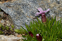 Kalk-Polsternelke (Silene acaulis) (C306758)