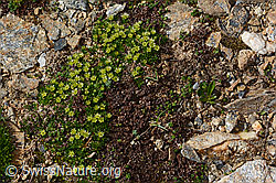 Zwerg-Miere (Minuartia sedoides) (08.2024, C306767)