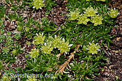 C306769: Zwerg-Miere (Minuartia sedoides)