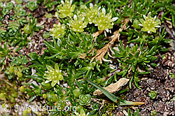 C306774: Zwerg-Miere (Minuartia sedoides)
