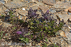 Alpenhelm (Bartsia alpina) (08.2024, C306800)