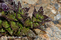 C306802: Alpenhelm (Bartsia alpina)