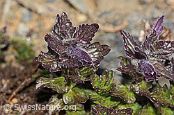 Alpenhelm (Bartsia alpina) (08.2024, C306803)