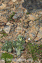Ährige Edelraute (Artemisia genipi) (C306814)