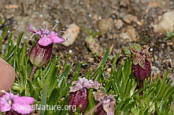 Kalk-Polsternelke (Silene acaulis) (C306827)