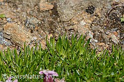 Kalk-Polsternelke (Silene acaulis) (C306829)