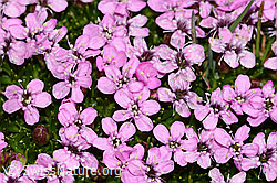 Kalk-Polsternelke (Silene acaulis) (08.2024, C306831)