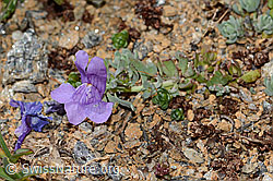Alpen-Leinkraut (Linaria alpina) (C306870)