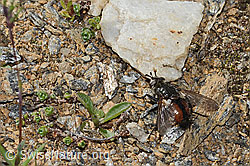 Foto: Peleteria prompta (Raupenfliege)