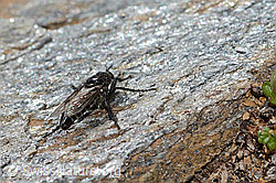 Foto: Kleine Makelfliege (Cyrtopogon lateralis)