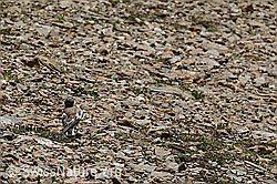 Montifringilla nivalis (C306931)