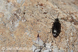 Dasytes obscurus (C306948)