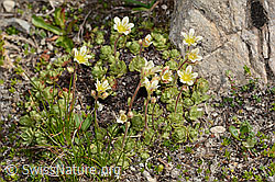 Gefurchter Steinbrech (Saxifraga exarata) (08.2024, C306978)