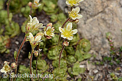 Gefurchter Steinbrech (Saxifraga exarata) (C306980)