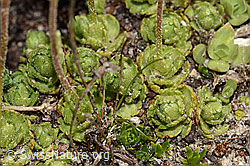Gefurchter Steinbrech (Saxifraga exarata) (08.2024, C306981)
