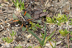 Schwarze Schlupfwespe (Pimpla rufipes) auf Zwerg-Miere (Minuartia sedoides) (C306985)
