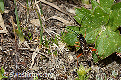 Schwarze Schlupfwespe (Pimpla rufipes) (C306987)