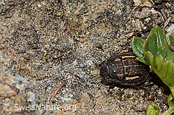Odontoscelis fuliginosa (Schildwanze) (C307014)