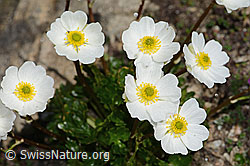 C307032: Alpen-Hahnenfuss (Ranunculus alpestris)