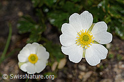 Alpen-Hahnenfuss (Ranunculus alpestris) (08.2024, C307038)